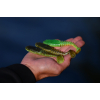 Savage Gear Gobster Shad 11,5cm 16g Holo Baitfish